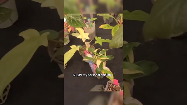 Show Me Exotic Plants Expo 🌿 part 3 #jaclynnsjungle #plantshopping #rareplants смотреть онлайн