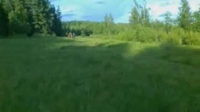 рысь|кентер.