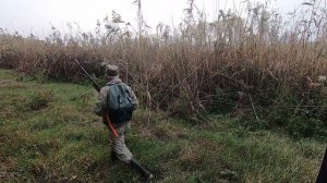 Охота на фазана с легавой в Краснодарском крае!