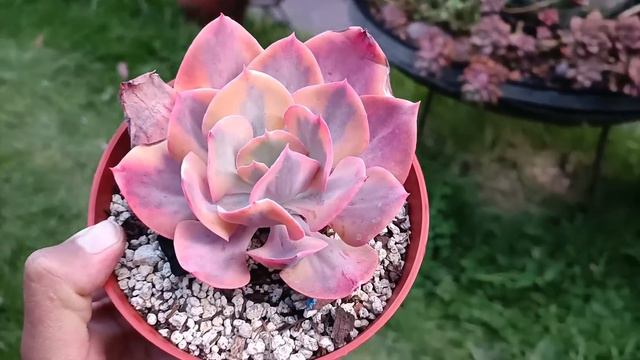 Así es como van los proyectos suculentos #suculentas #echeveria #agavoides смотреть онлайн