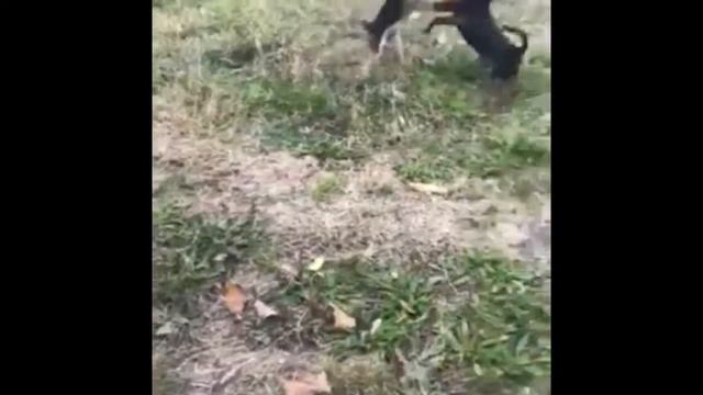 Чихуахуа прикол смотреть онлайн