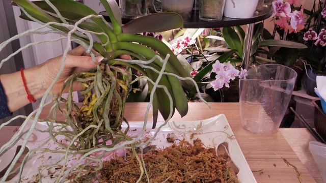 МОЩНАЯ орхидея, но НЕ ЦВЕТЁТ, ЗАСТАВИМ! ДО СИХ ПОР НЕ ПОНИМАЮ, КАК Я ЭТО СДЕЛАЛА! смотреть онлайн