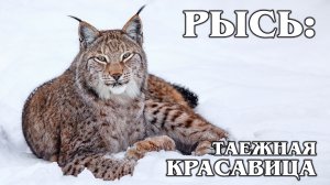 ЕВРАЗИЙСКАЯ (ОБЫКНОВЕННАЯ) РЫСЬ: Таежная охотница не любит лис | Интересные факты про животных