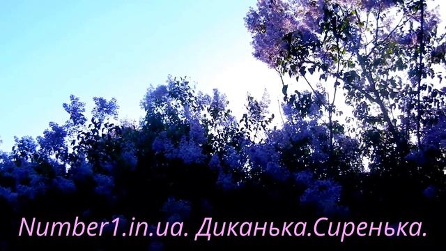 Диканька.Сиреневая роща смотреть онлайн