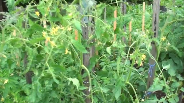 Томат Сладкие сосульки 'candy sweet icicle' детская радость смотреть онлайн