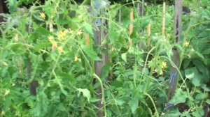 Томат Сладкие сосульки 'candy sweet icicle' детская радость