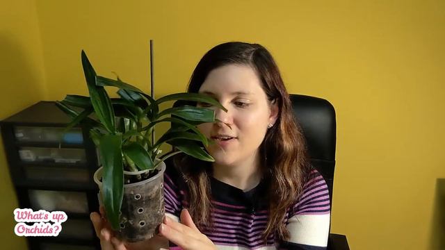 #CareCollab Dendrobium Hibiki - Part 13 | My orchid collection history смотреть онлайн