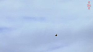 Сапсан В Деле! Самый Быстрый Охотник. Эпичные битвы диких животных "за 5 минут"