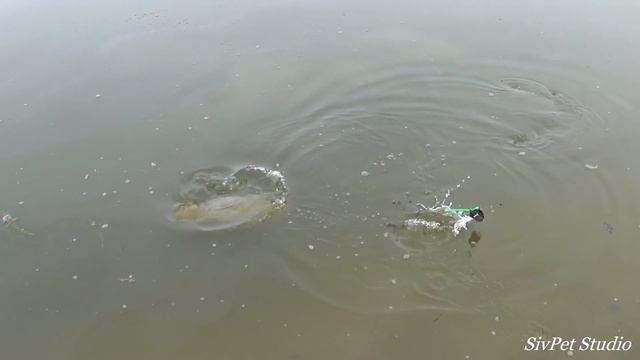 Сазан 3700 . Река Дон Открытие сезона 2020 смотреть онлайн