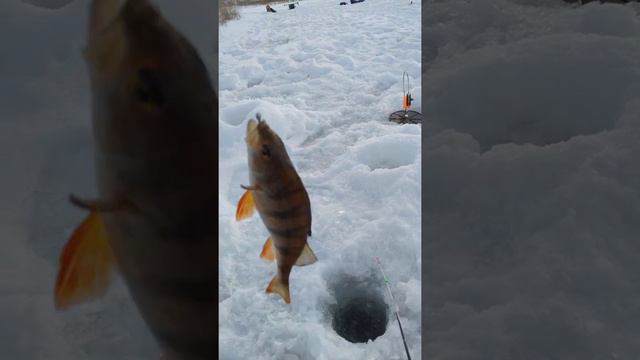 Рыбалка на жерлицы и мормышку . смотреть онлайн