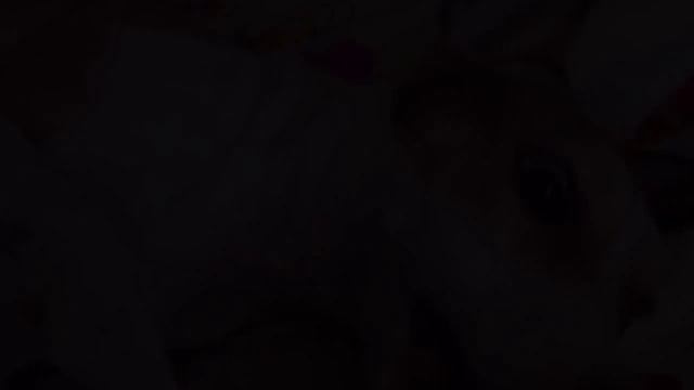 Собака из маски? смотреть онлайн
