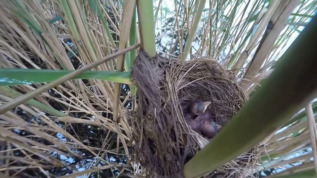 Камышовка дроздовидная 150614 5150617 2 смотреть онлайн