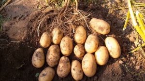 Картошка Сорт Королева Анна Характеристика