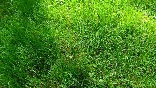 What Type Of Grass Is Best For Your Lawn | Fine Dhaka Grass | Korean Grass | American Grass