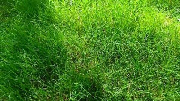 What type of grass is best for your lawn | Fine dhaka grass | Korean grass | American grass