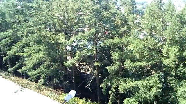 Липа под окном в городе смотреть онлайн