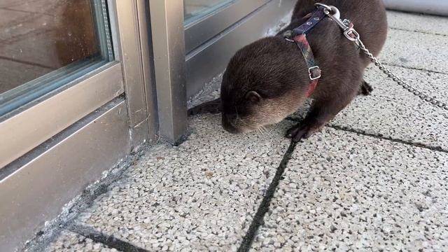 An Otter Gently Interacting with a Small Friend [Otter Life Day 860] смотреть онлайн