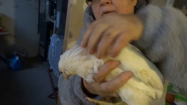 Птенчик породы Араукана смотреть онлайн