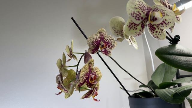 MY RE-BLOOMING ORCHIDS смотреть онлайн