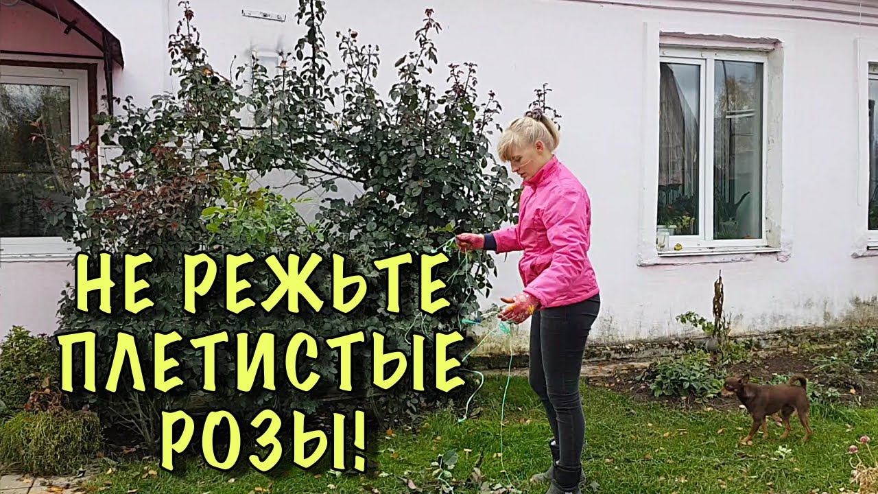 ПЛЕТИСТЫЕ РОЗЫ. Укрыть ПРОЩЕ ПРОСТОГО! Побеги перезимуют ДО САМЫХ КОНЧИКОВ! смотреть онлайн