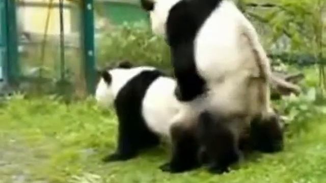 Панды и любовь. Животные. Pandas and love. Animals. смотреть онлайн