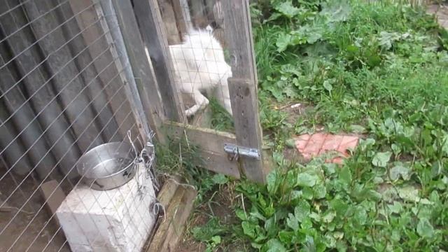 Лайки возвращаются смотреть онлайн