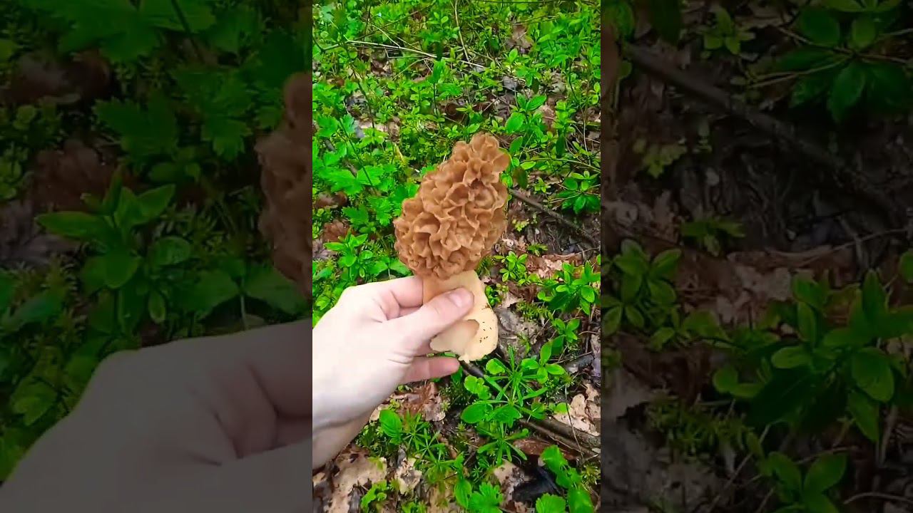 Грибы Сморчок Настоящий #грибы #грибалка #грибнойсезон #сморчки #лес #тихая_охота #природа #shorts смотреть онлайн