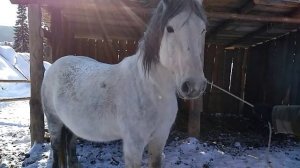 Как поймать дикую лошадь.