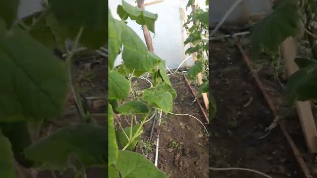 огурцы зимой 10 03 2021 смотреть онлайн