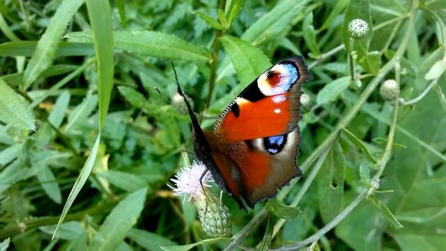 бабочка павлиний глаз / "peacock eye" butterfly смотреть онлайн