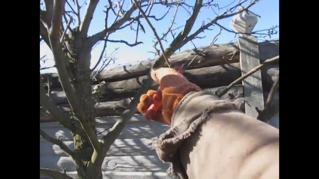 Груша. Обрезка груши весной. Как обрезать грушу? смотреть онлайн