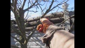 Груша. Обрезка груши весной. Как обрезать грушу?