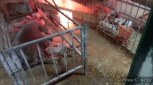 Поросята дохнут как мухи // Почему ничего не помогает?