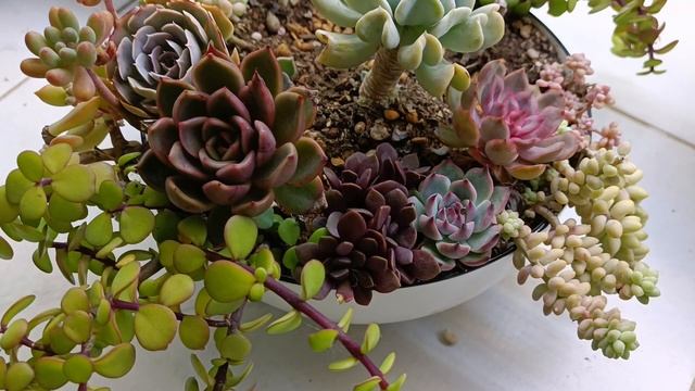 Сад из суккулентов, кто выжил...