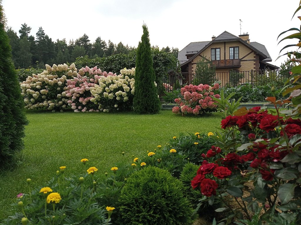 Метельчатые гортензии, цветение после обрезки. Подмосковье, 2021 год. смотреть онлайн
