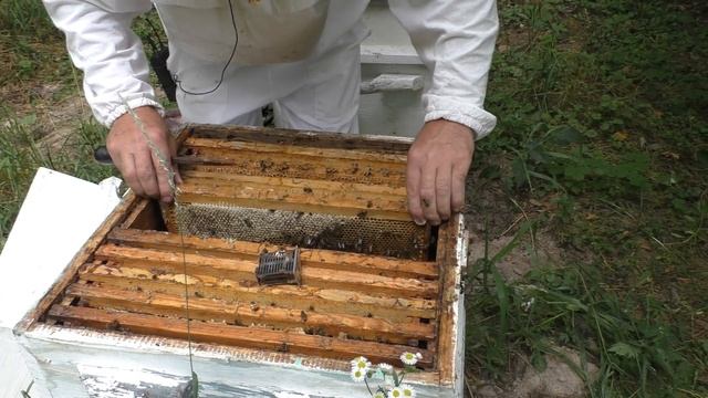 МНОГО ПЧЁЛ, А МАЛО МЁДА.........! смотреть онлайн