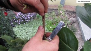 ПРИВИВКА черноплодной РЯБИНЫ на ШТАМБ.