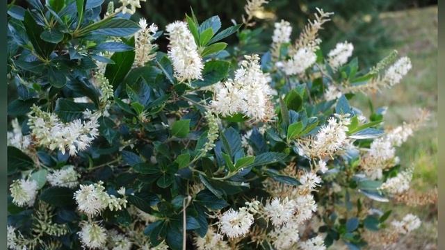 КЛЕТРА (CLETHRA) сем.  Клетровые смотреть онлайн