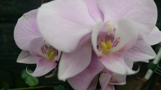 Украинские пенсионеры в Беларуси НЕ пенсионеры? смотреть онлайн