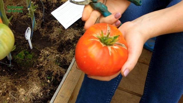 КОЛХОЗНАЯ КОРОЛЕВА! Обзор сортов ТОМАТОВ! Советы от ЗЕЛЕНОГО ОГОРОДА! смотреть онлайн