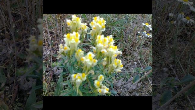 Нина Зорихина "и снова о любви" стихи о любви в авторском исполнении смотреть онлайн