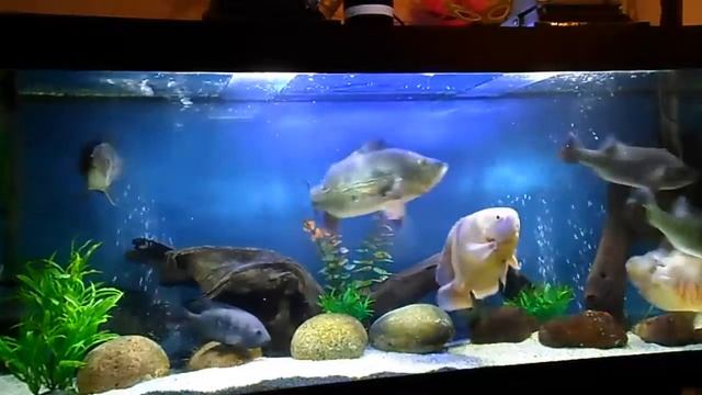 Цихлы оцеллярис Cichla ocellaris) Кормление смотреть онлайн