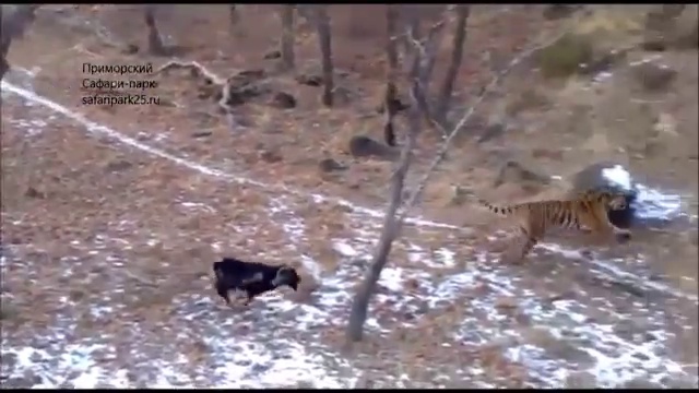 Амур и Тимур играют друг с другом смотреть онлайн