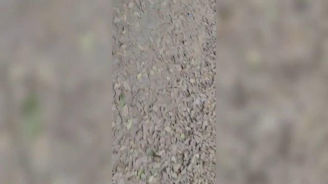 patna zoo couple ka njara смотреть онлайн