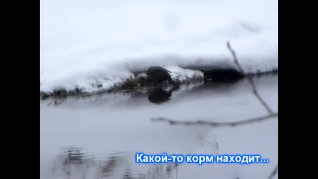 Зимующий черный дрозд смотреть онлайн