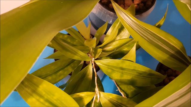 Dracena смотреть онлайн