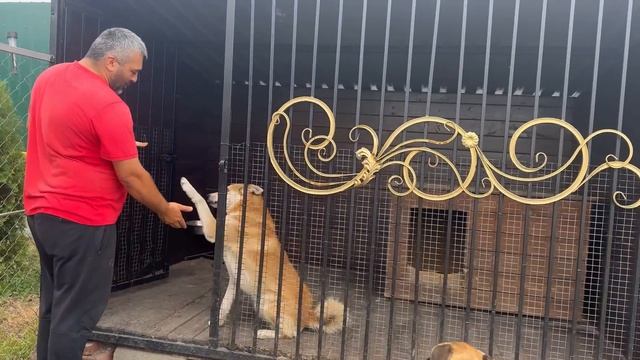 Раздали собакам свиные уши смотреть онлайн