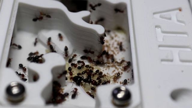 Crematogaster Scutellaris Care Guide | Ant Keeping For Beginners | The Ant Lady смотреть онлайн