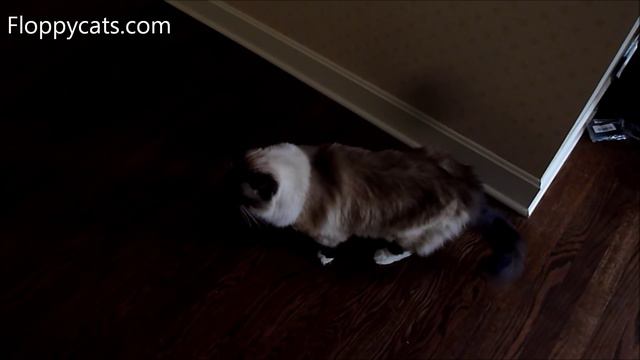 4 Ragdoll Cats Reunite After 2 Year Hiatus - ねこ - ラグドール - Floppycats смотреть онлайн