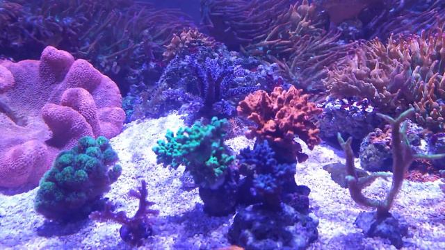 New lagoon anemone/SPS reef. Mid morning lighting. смотреть онлайн